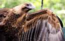 New eagle enclosure opens at Rockhampton Zoo