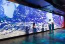 SEA LIFE Melbourne launches new immersive digital installation