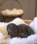 SEA LIFE Sunshine Coast welcomes little blue penguin chick to the colony
