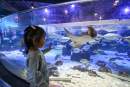 SEA LIFE Kelly Tarlton’s Aquarium celebrates the return of international guests