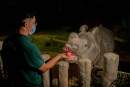 Singapore’s Night Safari launches new feeding sessions with Indian Rhinoceros