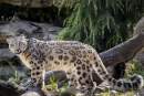 Snow Leopard sisters move from Melbourne to Wellington Zoo
