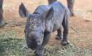 Taronga Western Plains Zoo celebrates birth of Black Rhino calf