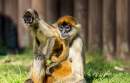 Taronga and Melbourne Zoo challenged by monkey escapes, false alarms and euthanasia