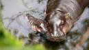 Taronga Zoo celebrates birth of Pygmy Hippopotamus