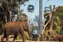 Taronga Zoo set to close its Sky Safari attraction after 35 years