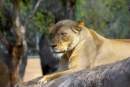 Lions roam free at Sydney’s Taronga Zoo after escaping enclosure