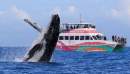 Hervey Bay whale watching season begins