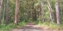 Rehabilitated Noosa forestry to transfer to Tewantin National Park