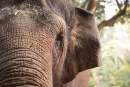 Zoos SA delighted to receive $1 million private donation for Asian Elephant campaign