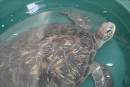 Wildlife organisations collaborate to rescue and rehabilitate Green Turtle