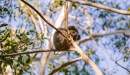 Port Macquarie community welcomes land purchase for koala conservation