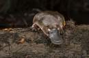 Platypus refuge habitats among conservation projects to receive funding from Victorian Government