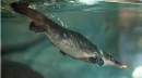 Taronga Western Plains Zoo opens its $12.1 million platypus refuge