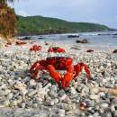 Parks Australia help protect red crabs migrating on Christmas Island