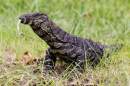 Wellington Zoo welcomes Lace Monitor lizards for the first time in zoo’s history