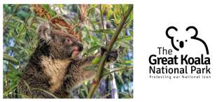 $5 million allocated for koala care in Sydney’s south-west while logging of habitat continues in northern NSW
